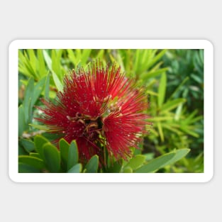 Red Bottlebrush Flower Sticker